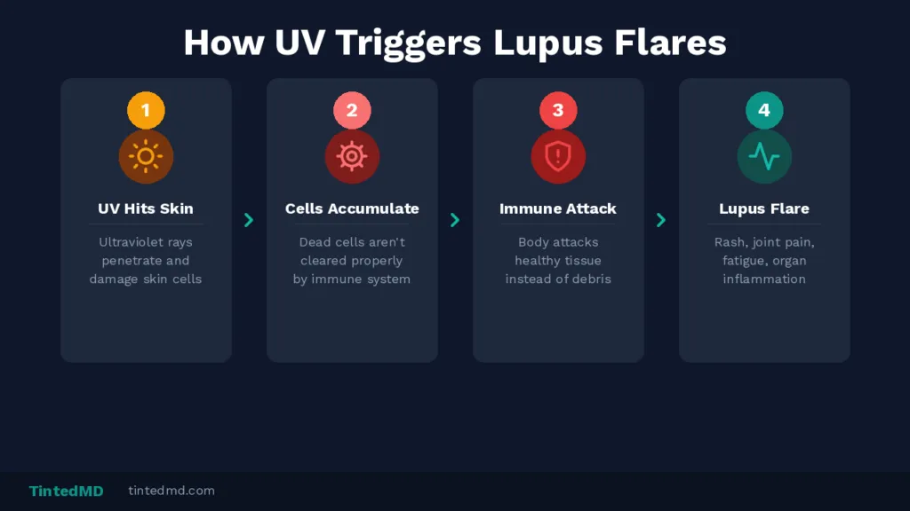 How UV triggers lupus flare ups